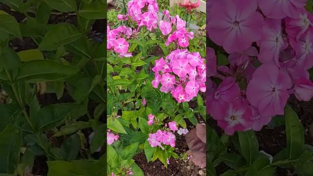 Флокс Розовая Леди. смотреть онлайн