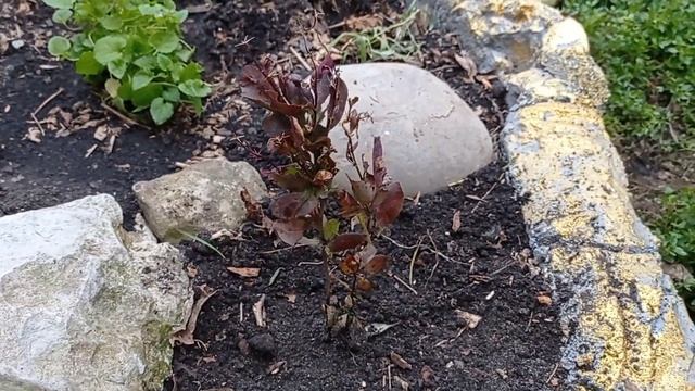 Барбарис Оранж Рокет с вайберес . Посадила саженцы в грунт. смотреть онлайн