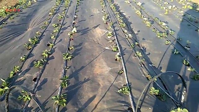 Бугры для клубники, посадка рассады смотреть онлайн