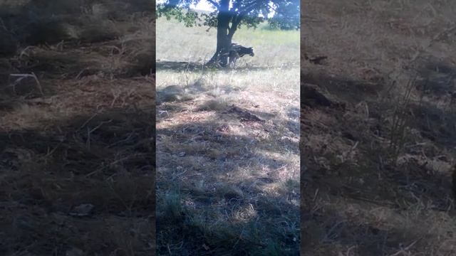 ПРИКОЛ КАК ПОЦАН ДОИТ КОРОВУ смотреть онлайн