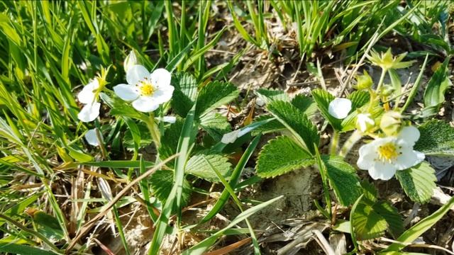 Мой друг рисует горы смотреть онлайн