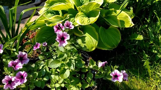 Новинки!!! Петуния Опера Суприм Папл Вейн и Опера Суприм Лемон. смотреть онлайн