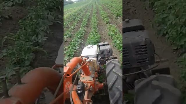 Окучивание картофеля мотоблоком МТЗ + ДО (автопланирование) смотреть онлайн
