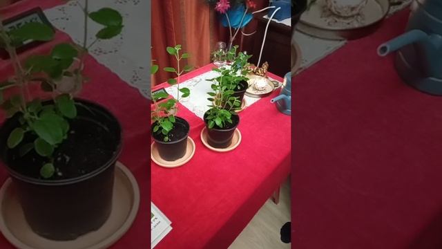 Пересадка Туласи Пролив Почвы 6 смотреть онлайн