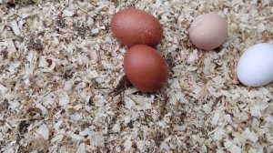 Доминанты маранистые. Маран + черный доминант.