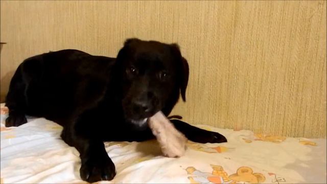 Лабрадор-жадина. Оле Лукойе, 6 месяцев смотреть онлайн