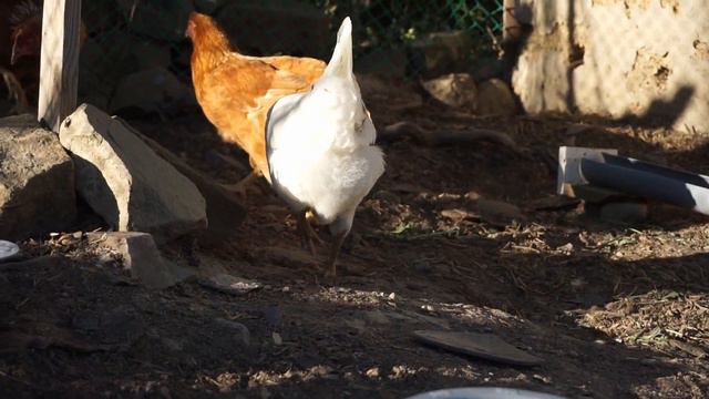 Странное поведение 🐔, способ от расклёва яиц, муляжный яйца. Куры несушки в Крыму смотреть онлайн