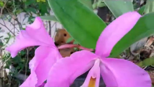 Fragrant Cattleya Orchid - Cattleya Hybrid NoID in Bloom with Big Flowers смотреть онлайн