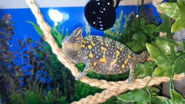 Йеменский Хамелеон Глафира Беременна? смотреть онлайн