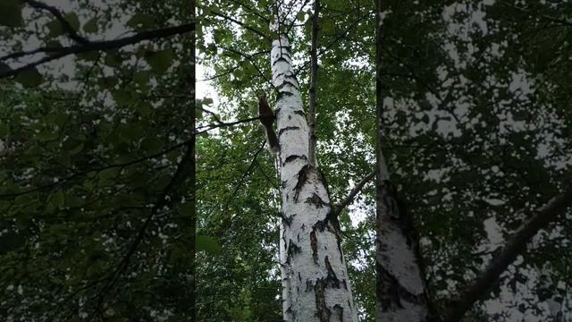 Белка бежит за угощением#nature#animals#squirrel#животные#белка смотреть онлайн