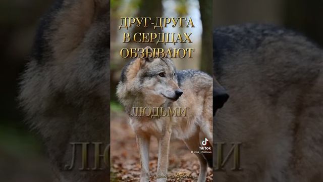 А волки, гораздо добрее людей смотреть онлайн
