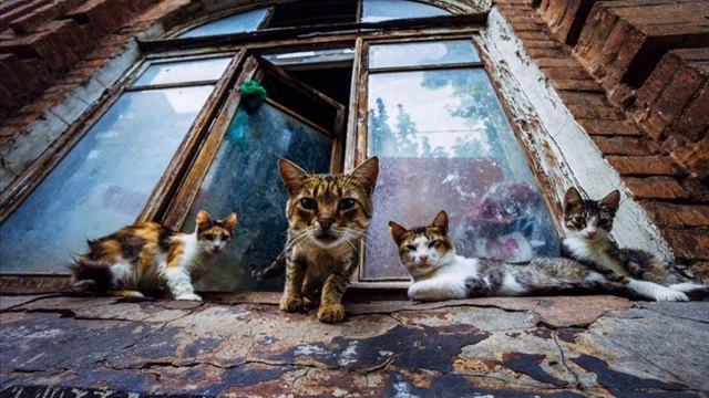 Мурка на церковном органе смотреть онлайн