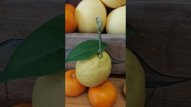 Wood.Art.Наш зимний урожай.#сад #лимон #дизайн смотреть онлайн