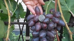 Виноград Талдун