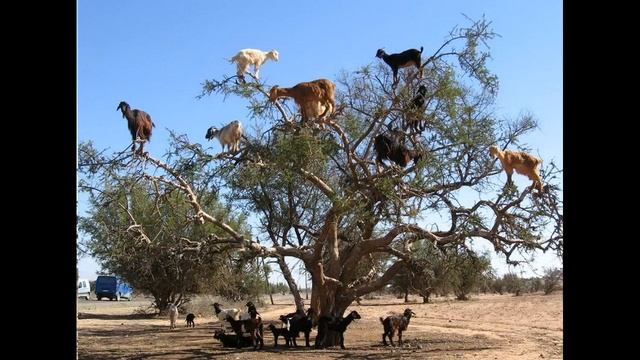 Овечьи ворота смотреть онлайн