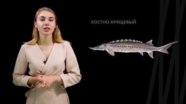 Класс костные рыбы | Биология смотреть онлайн