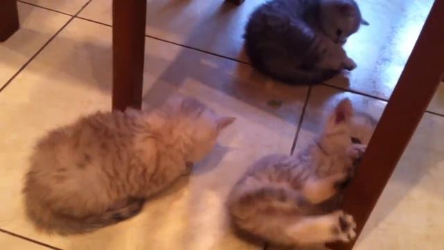 котята британский короткошерстные