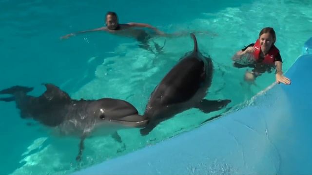 Дельфинарий Шарм эль Шейх, плаванье с дельфинами, мини зоопарк и цены смотреть онлайн