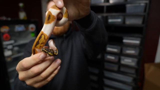 ANACONDA EATS BIG RABBIT - 2023 Ball Python UPDATE - AMAZING NEW BABY SNAKES смотреть онлайн