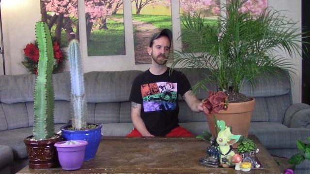 Pygmy Date Palm Care & Information (Phoenix Roebelenii)