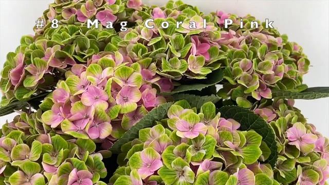 Top 10 Most Beautiful Hydrangea Flowers | Best Cut Hydrangea Varieties Part 2 + 5 Extra Varieties смотреть онлайн