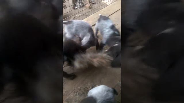 Продаются щенки Дратхаар смотреть онлайн