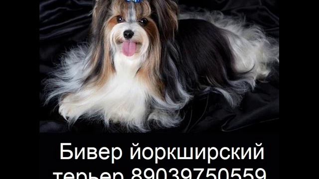 Животные продаются январь февраль 2020г смотреть онлайн