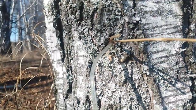 Березовый сок, сбор в апреле смотреть онлайн