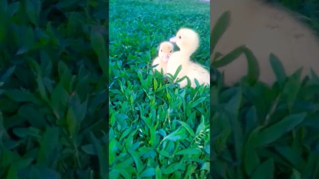 ? КРОХИ НА ПРОГУЛКЕ! ? МАЛЮСЕНЬКИЕ УТЯТА! #деревня #село #птицы #утки #shortvideo #SHORTS смотреть онлайн