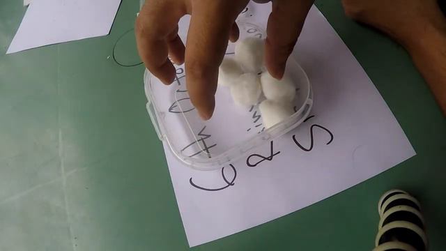 Lithop Seed Germination