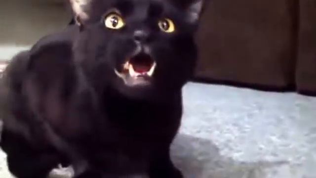 кот поет смотреть онлайн