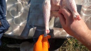 ЗАБОЙ КУР НЕСУШЕК. КАК зарубить, ощипать и потрошить. Собрали урожай