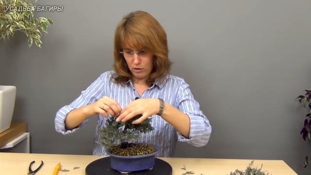 Бонсай из можжевельника (ч.3). смотреть онлайн