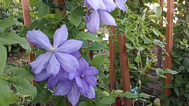 Клематис Мисс Чолмондели . Clematis Mrs . Cholmondeley . смотреть онлайн