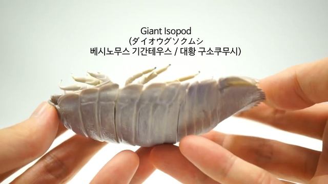8 Amazing Deep Sea Creatures 2 / Nature Techni Colour MONO Plus / 深海生物 2 / Kitan Club / ikimon смотреть онлайн