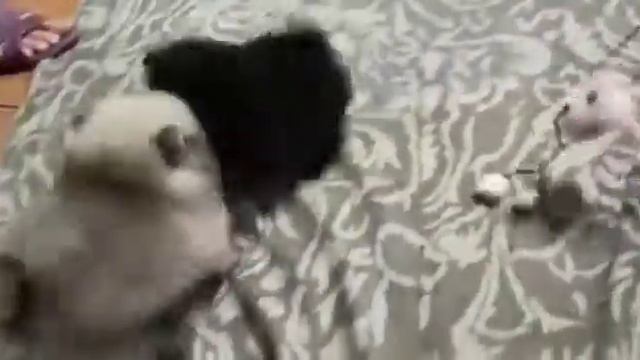 в продаже маленькие пушистые комочки!) смотреть онлайн