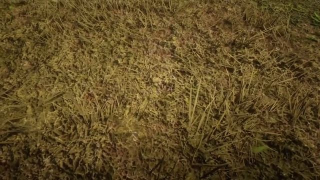 Все записи для дневника - Лемойн - Часть 3 - Red Dead Redemption 2 смотреть онлайн