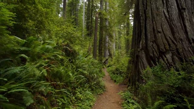 Redwood National Park James Irvine Trail 4K ??