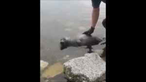 Спасли нерпу на Байкале