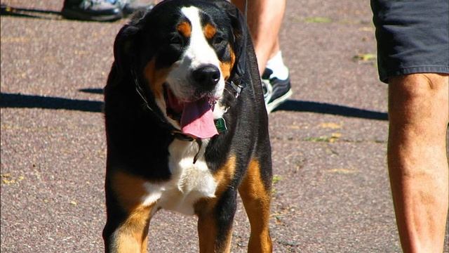 Greater Swiss Mountain Dog - TOP 10 Interesting Facts смотреть онлайн