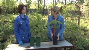 Как вырастить каштан на даче