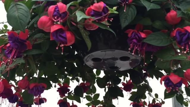 Dark Eyes - Fuchsia смотреть онлайн
