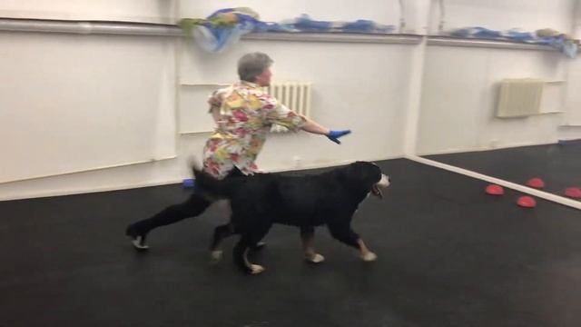 Классный Танец с Бернским Зенненхундом. Собачий Фристайл смотреть онлайн