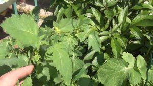 Сидерат масличная редька, один из лучших помощников огородника!