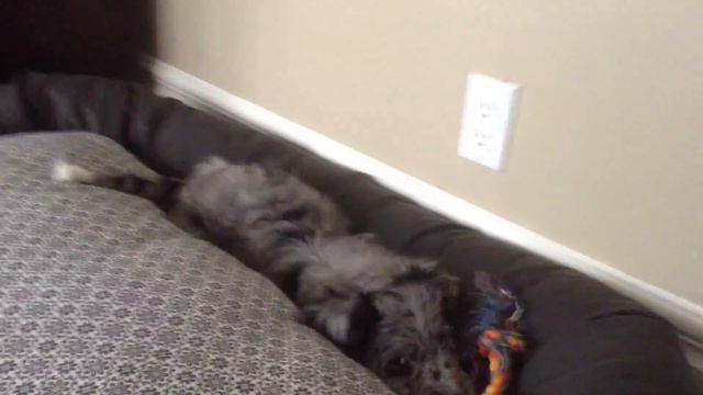 Adam Gambescia-Misty The Dog смотреть онлайн