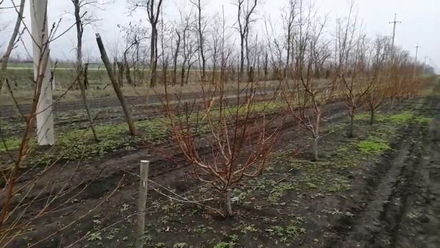 Мои персики на подвое ап1 и бест3. смотреть онлайн