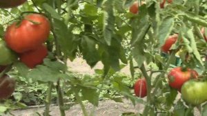 О сортах томатов О  сортах томатов  Американский Ребристый и Пинк Беркли Тай Дей