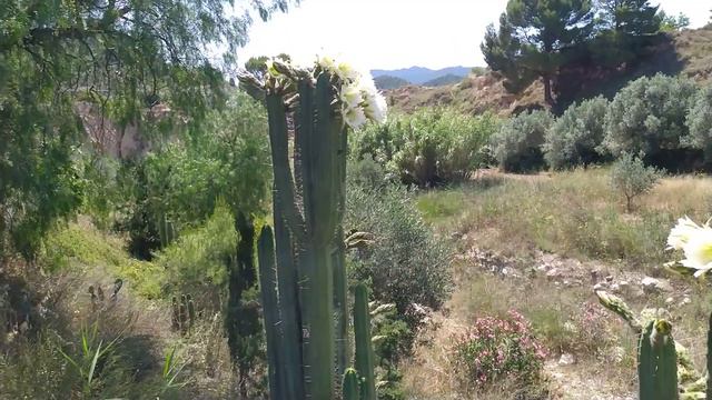 flores blancas de cactus gigantes смотреть онлайн
