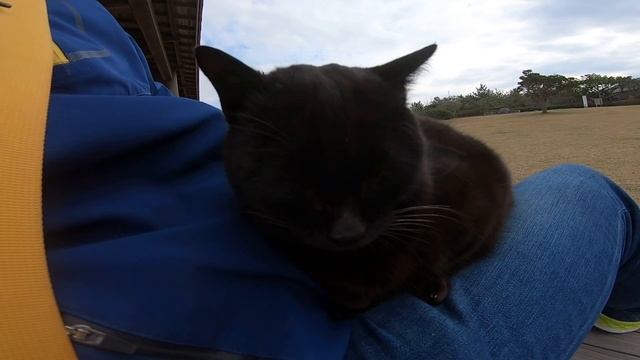 子猫の野良猫がトコトコと一直線に歩いてきて膝の上に乗ってきた