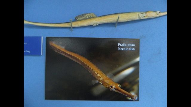 Экскурсия по залам музея истории рыболовства. Рыбы. смотреть онлайн